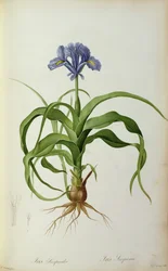 Iris Scorpioides, de "Les Liliacees", 1805